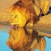 Lion Drinking Water Paint By Numbers