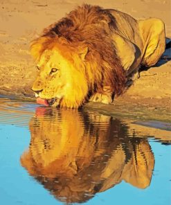 Lion Drinking Water Paint By Numbers