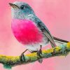 Pink Robin Paint By Numbers