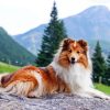 Shetland Dog Paint By Numbers