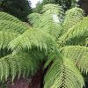 Tree Fern Paint By Numbers