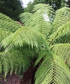 Tree Fern Paint By Numbers