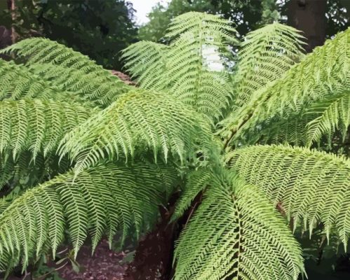 Tree Fern Paint By Numbers