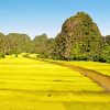 Yellow Rice Field Paint By Numbers