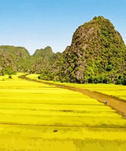 Yellow Rice Field Paint By Numbers