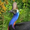 Cassowary Bird Paint By Numbers