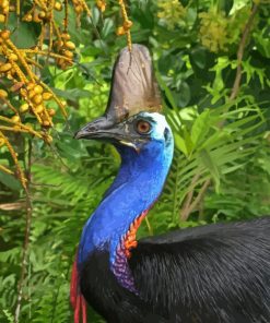 Cassowary Bird Paint By Numbers