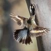 Treecreeper Bird Paint By Numbers