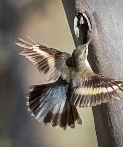 Treecreeper Bird Paint By Numbers