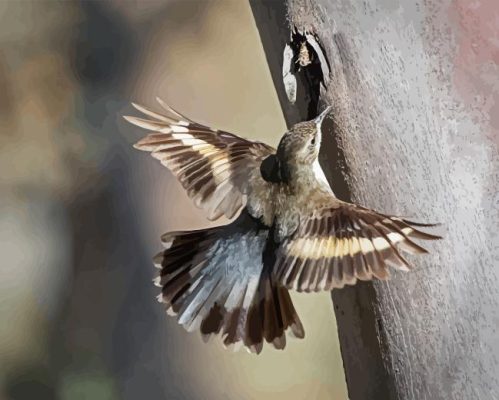 Treecreeper Bird Paint By Numbers