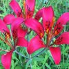 Wood Lily Flowers Paint By Numbers