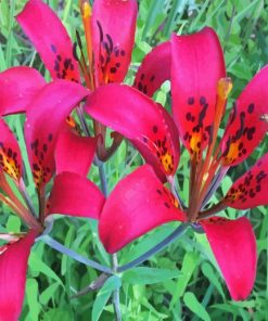 Wood Lily Flowers Paint By Numbers