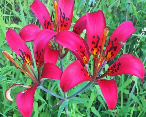 Wood Lily Flowers Paint By Numbers