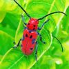 Red Beetle Paint By Numbers