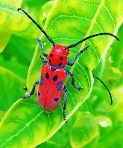 Red Beetle Paint By Numbers