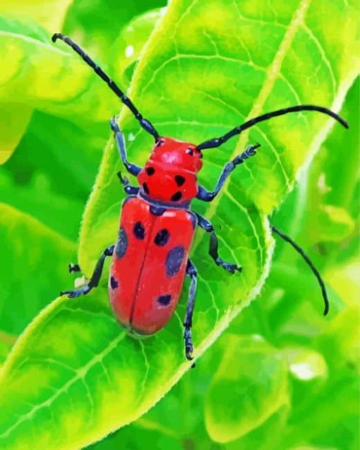 Red Beetle Paint By Numbers