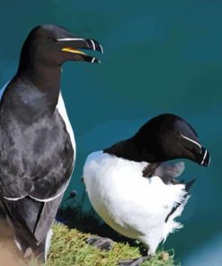 Razorbill Bird Paint By Numbers