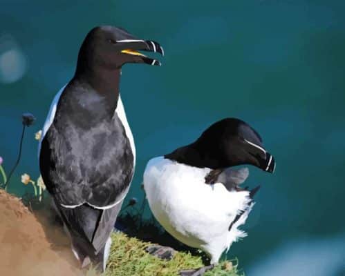 Razorbill Bird Paint By Numbers