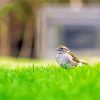 Throated Sparrow Grass Paint By Numbers