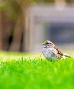 Throated Sparrow Grass Paint By Numbers