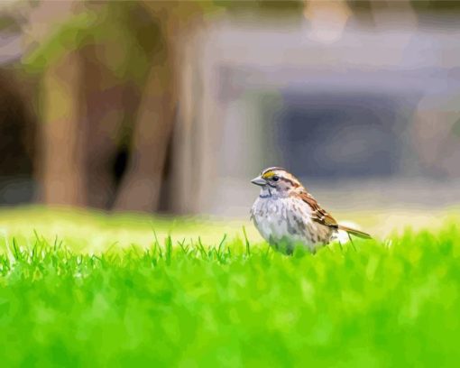 Throated Sparrow Grass Paint By Numbers