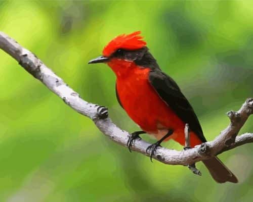 Tyrant Flycatchers Paint By Numbers