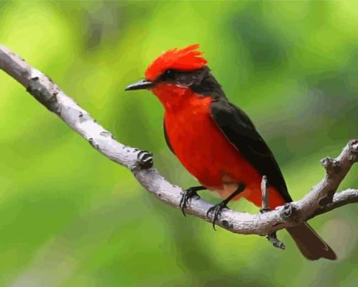 Tyrant Flycatchers Paint By Numbers